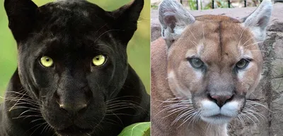 Investigation on an alleged case of a dog which was bitten by a panther and  a puma in Gozo - TVMnews.mt