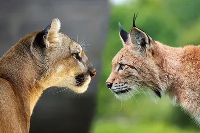 Пума и рысь: несколько особенностей и отличий в повадках хищных кошек |  Пикабу