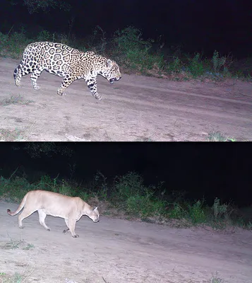 Two big males jaguar and puma walking by the same trail in the Paraguayan  Chaco. The jaguar is slightly closer to the camera, but it's still very  clear how much larger and