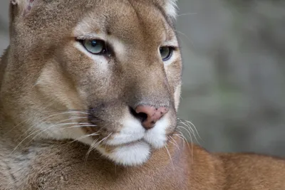 See the difference! Can you differentiate jaguars, cougars and pumas? - CGTN