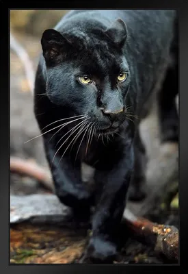 Amazon.com: Black Leopard Wild Cat Animal Puma Jaguar Big Cat Walking  Stalking Jungle Face Portrait Photo Photograph Black Wood Framed Art Poster  14x20: Photographs