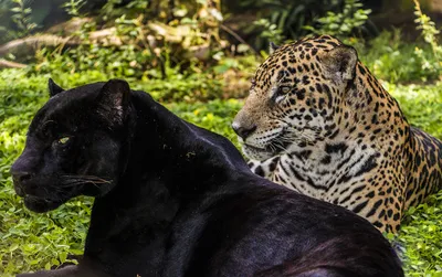 The Difference Between Leopards, Panthers, Pumas, Jaguars, and Cheetahs -  Owlcation