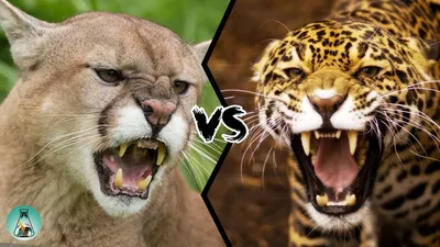 COUGAR VS JAGUAR - Who will win? - YouTube