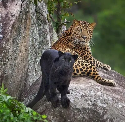 Puma or Jaguar? : r/cats