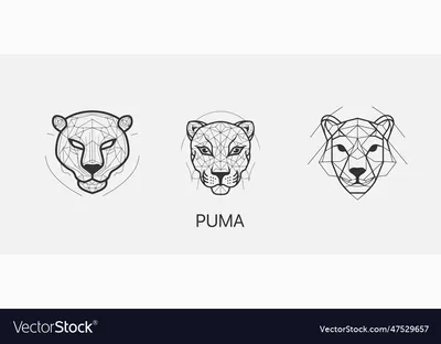 Puma Mountain Lion Cougar Fourth Largest Cat World Larger Only Stock Photo  by ©tgladkova 315500652