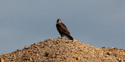 картинки : пустельга, Наблюдение, Хищник, Добыча, Общий, English kestrel,  перо, Охотник, Дикий, летающий, острый, Взгроможденный, Мониторинг,  Плотоядные, Охота, небо, хищная птица, клюв, сапсан, Accipitriformes,  Ястреб, канюк, Золотой орел, Дикая ...