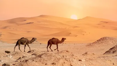 Пустыни с верблюдами фото