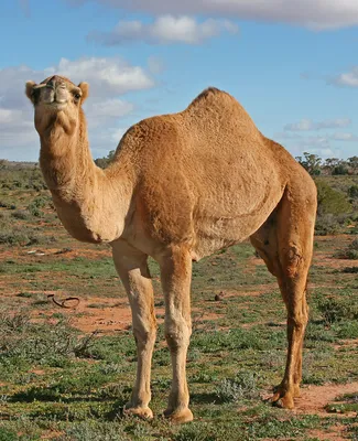 Я встретил мертвого верблюда в пустыне, почему я не могу его  потрогать?Насколько серьезны последствия? -Запрещенные новости