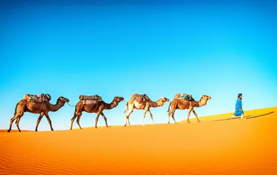 Верблюды в пустыне стоковое фото. изображение насчитывающей средне -  207370022