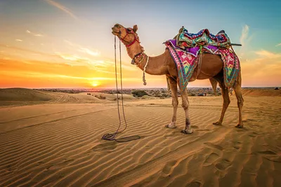 Фото пустыни с верблюдом | Премиум Фото