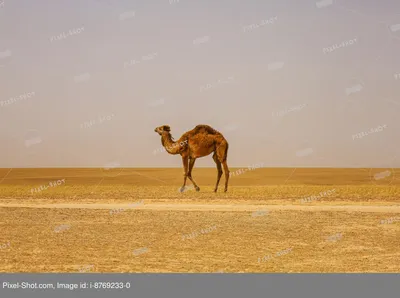 двугорбый верблюд в оазисе пустыни цифровая живопись Фото Фон И картинка  для бесплатной загрузки - Pngtree