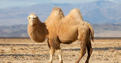Как верблюды выживают в пустыне: все гораздо совершеннее, чем просто жир в  горбах