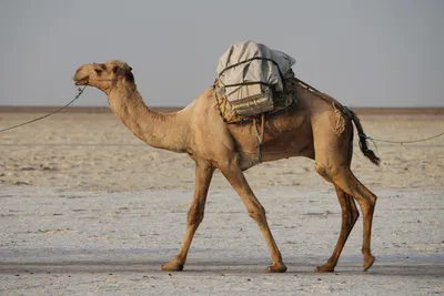 Девушка, 4 верблюда, собака и 2700 км по пустыне