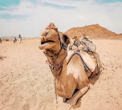 Катание на верблюдах по пустыне — Немо Турс Шарм