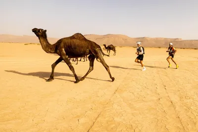 Рисунок караван верблюдов в пустыне - 72 фото