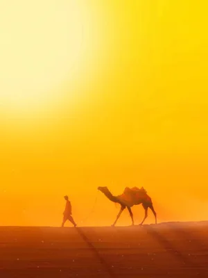 Дружба с верблюдом и гонки по песку в трейлере семейного фильма «Принц  пустыни»