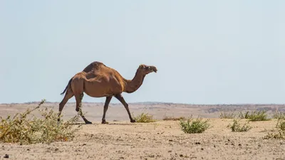 В каком регионе Узбекистана содержат больше всего верблюдов