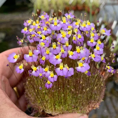 Купить Utricularia Bisquamata (Пузырчатка двухчешуйная)- ловит насекомых  корнями. Удивительное редкое хищное растение, цена 200 грн — Prom.ua  (ID#1242279402)