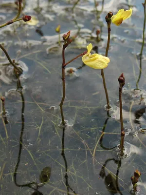 Пузырчатка малая (Utricularia minor) – встречается на низинных болотах Фото  А. Ковальчука - ГКУ «Дирекция особо охраняемых природных территорий  Санкт-Петербурга»