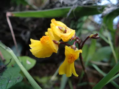 Пузырчатка обыкновенная (Utricularia vulgaris)