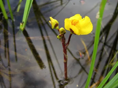 Пузырчатка обыкновенная (Utricularia vulgaris). Фото на сайте \