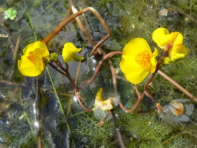 Пузырчатка обыкновенная (Utricularia vulgaris L.)