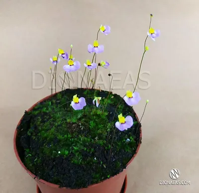 Купить Utricularia Bisquamata (Пузырчатка двухчешуйная)- ловит насекомых  корнями. Удивительное редкое хищное растение, цена 200 грн — Prom.ua  (ID#1242279402)