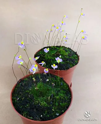 Купить Utricularia Bisquamata (Пузырчатка двухчешуйная)- ловит насекомых  корнями. Удивительное редкое хищное растение, цена 200 грн — Prom.ua  (ID#1242279402)