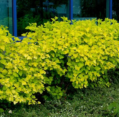 Купить Пузыреплодник Лютеус Physocarpus opulifolius Luteus - в питомнике  Флорини