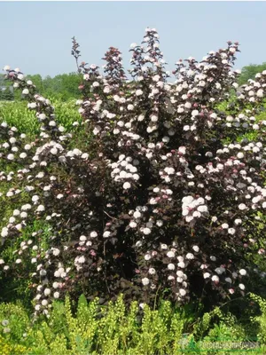 Пузыреплодник калинолистный Диабло (Physocarpus opulifolius Diablo Dor)