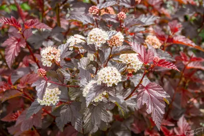 Пузыреплодник калинолистный Тьюлад (Physocarpus opulifolium Lady in Red  (Tulad)) - описание сорта, фото, саженцы, посадка, особенности ухода.  Дачная энциклопедия.