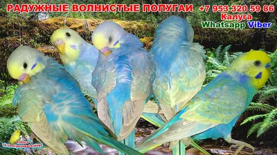 Вятские картины на холсте \"Радужный попугай экзотические\" на подрамнике /  декор для дома / интерьер / на стену | AliExpress