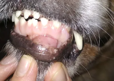 Опухоль на губе у собаки