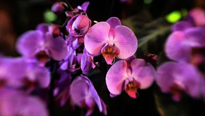 Цветы этого растения лечат рак простаты - 24.09.2021, Sputnik Кыргызстан