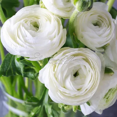 Лютик (Ранункулюс) белый / Ranunculus White - Луковицы Лютиков  (Ранункулюсов) - купить недорого лютики (ранункулюсы) в Москве в  интернет-магазине Сад вашей мечты