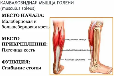 Растяжение икроножной мышцы фотографии