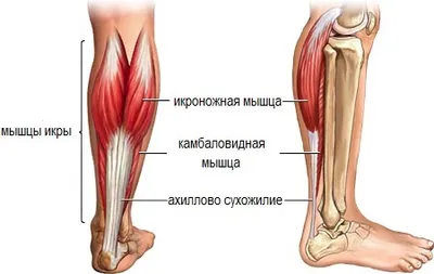 Растяжение икроножной мышцы: симптомы и лечение