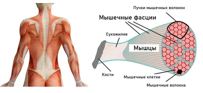 Как растянуть икроножную мышцу, ахиллово сухожилие 🔴 5 упражений. - YouTube