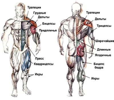 Растяжение мышц. Причины, симптомы и лечение