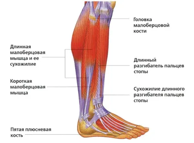 Биомеханика коленного сустава. Статьи