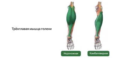 Биомеханика коленного сустава. Статьи