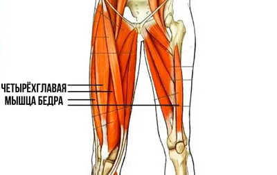 Растяжение четырёхглавой мышцы — Physiotherapist