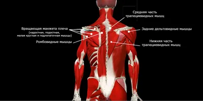 Растяжение мышц шеи: признаки, методы диагностики и способы лечения