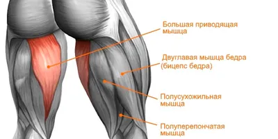 Разрыв дистального сухожилия двуглавой мышцы плеча (разрыв бицепса) |  Публикации