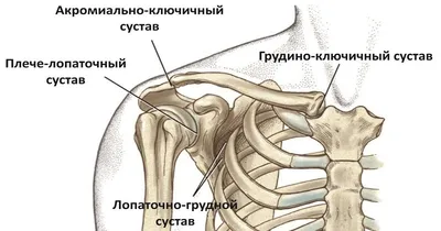 Плечевой сустав | Центр КИНЕЗИС