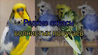 Цвета волнистых попугаев (30 фото) | Pet birds, Parakeet, Budgie parakeet