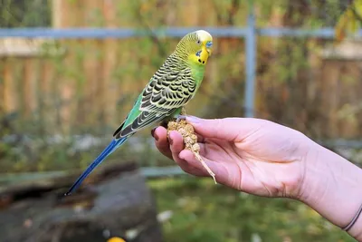 Волнистый попугай – описание, виды, фото, содержание, уход