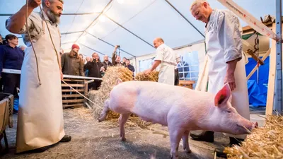 Продам/купить свинина полутуши! Свиная разделка, Одесская обл — Agro-Ukraine