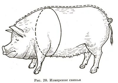 Убой и разделка туши свиньи