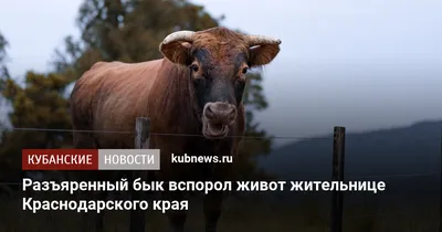 Разъяренный бык с красными глазами …» — создано в Шедевруме